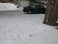icy_front_yard