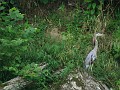heron_on_ky_river_shore