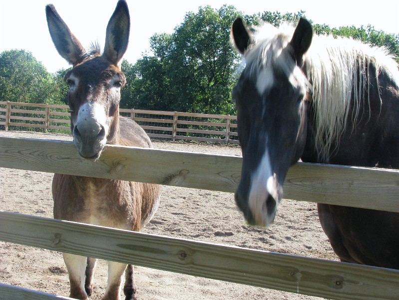 animals_closeup.jpg