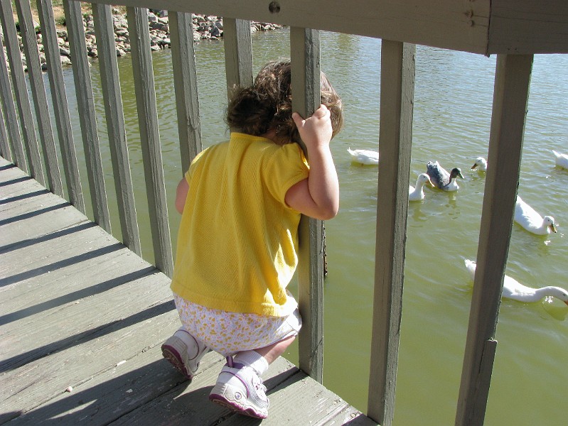 lizzie_watching_ducks.jpg