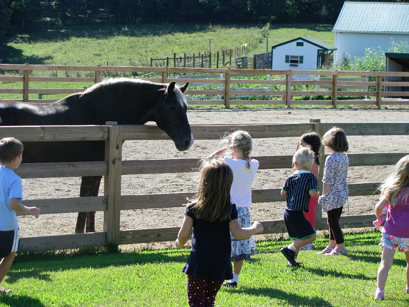 meeting_the_horse.jpg