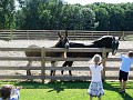 donkey_and_horse