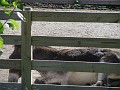 donkey_relaxing