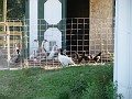 ducks_and_chickens