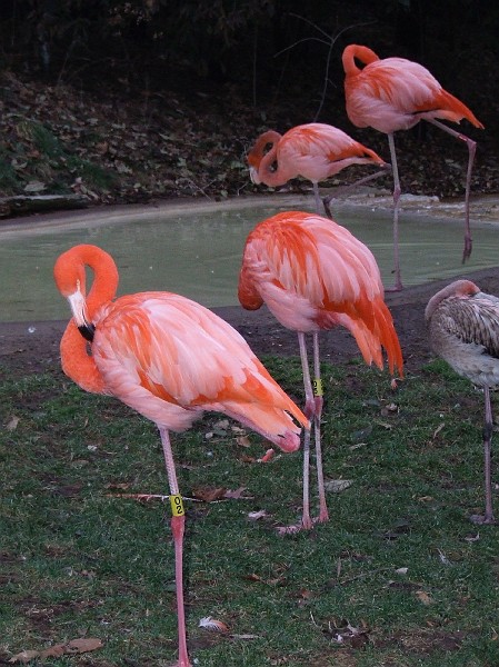 flamingos.JPG