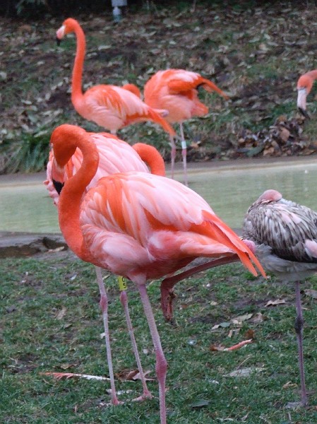 more_flamingos.JPG