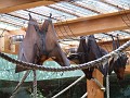 hanging_bats