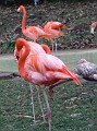 more_flamingos
