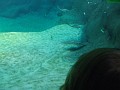 rays_underwater