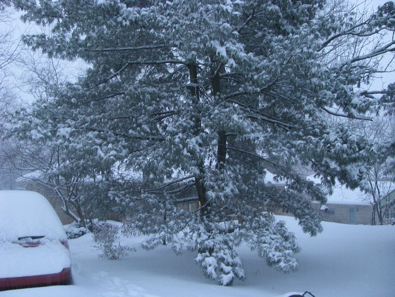snowy_yard.JPG
