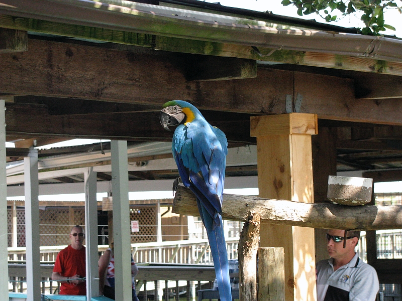 another_blue_parrot.JPG