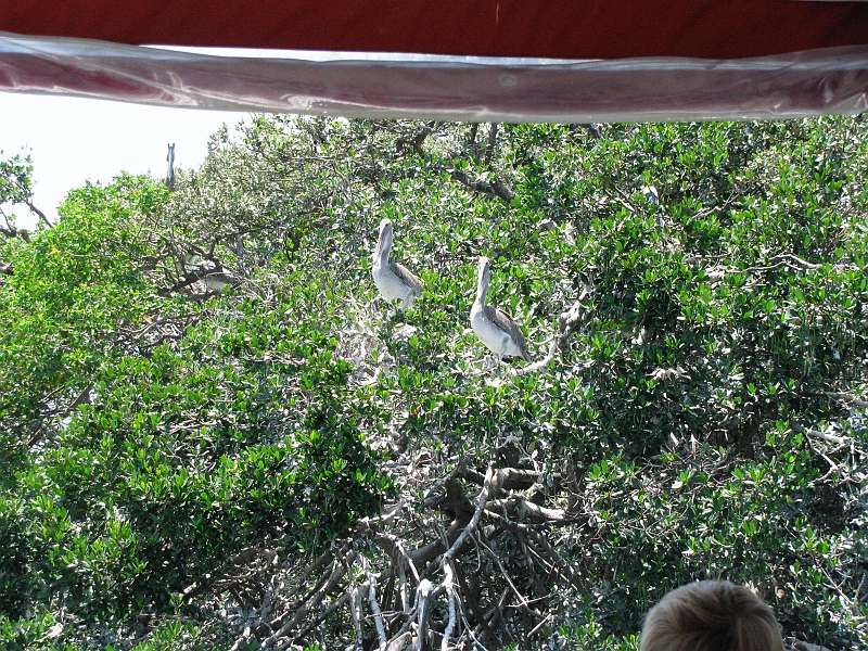 birds_on_mangrove.JPG