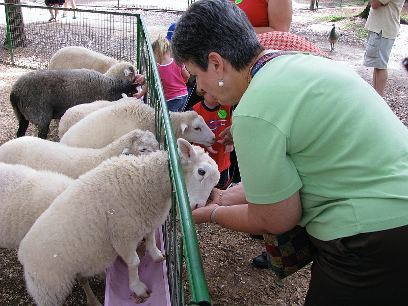 florence_feeding_sheep.JPG