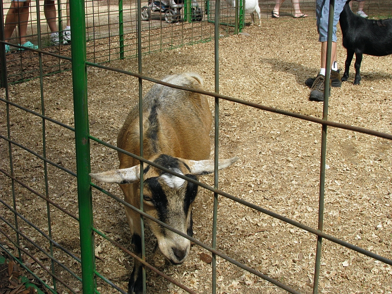 goat.JPG