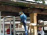 another_blue_parrot