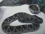 big_snake
