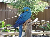 blue_parrot