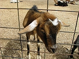 goat_looking_out