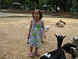 lizzie_with_goats