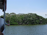 mangrove_island