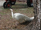 peacock_at_petting_farm