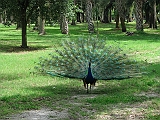 peacock_with_feathers_spread