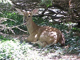 baby_deer_by_bush