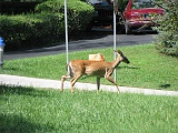 deer_walking