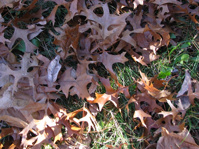 leaves_by_lizzie.JPG - leaves_by_lizzie