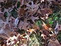 leaves_by_lizzie