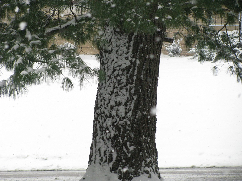snowy_tree.JPG