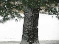 snowy_tree