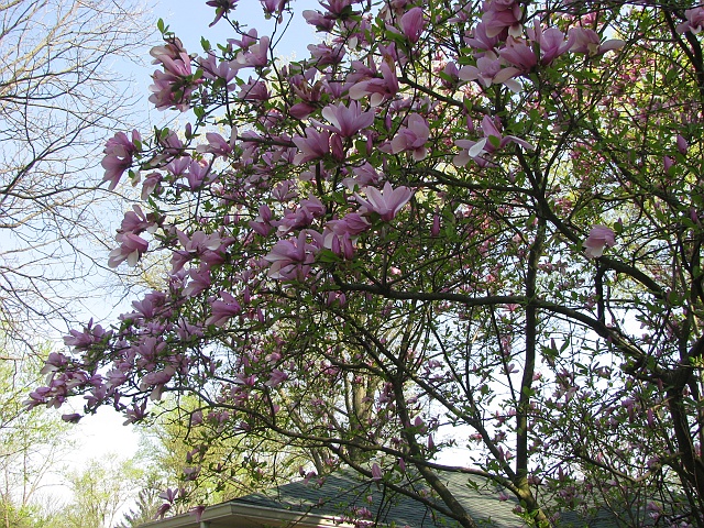 magnolia_tree.JPG
