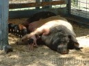 big_momma_pig * 1600 x 1200 * (776KB)