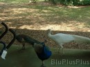 peacocks_milling_around * 1600 x 1200 * (753KB)