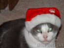 abbe_with_santa_hat * 1600 x 1200 * (736KB)