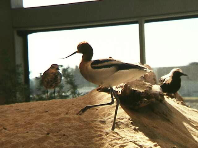Birds at Aquarium