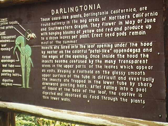 Darlingtonia Sign